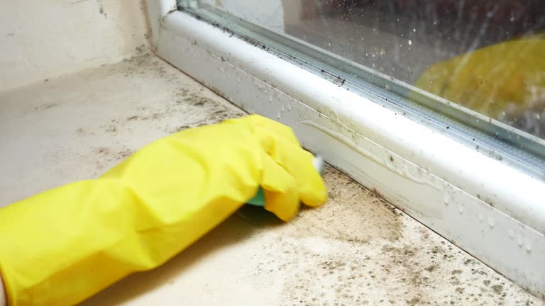 Mold Removal for HVAC Installations